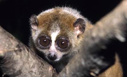 The slow loris ... its bite can induce allergy-like reactions in humans.